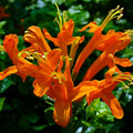 Fragrant Orange Honeysuckle Plants Live Vines, Perennial Lonicera Tecoma Honeysuckle Plants, 5 to 9 Inches Tall