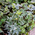 Live English Ivy Plant, Live Indoor Houseplant 4 Inch Pot, Hardy Groundcover, Trailing, Climbing Plants - Variegated White Ivy
