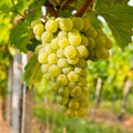 Grape Vine Live Plant 1-2 Year Old, Sweet Grape Plant Live for Growing, Grape Fruit Well Rooted Plant Bareroot (Green Grape)