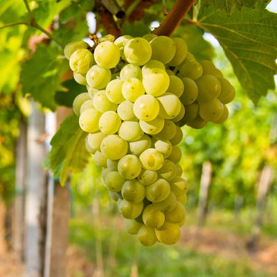 Grape Vine Live Plant 1-2 Year Old, Sweet Grape Plant Live for Growing, Grape Fruit Well Rooted Plant Bareroot (Green Grape)