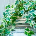 Gold English Ivy Live Plant for Outdoor Indoor Garden, Variegated English Ivy Live Plants, 4 Inch Pot