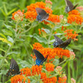 Set 3 Milkweed Plants Live, Orange Milkweed Flower Live Plant for Outdoor Indoor Gardening, Well Rooted, 4''