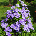 Clematis Vine Plant Live for Planting Outdoor, Clematis Plants Live, 4 to 6 Inch Tall, 2.5 Inc Pot, Perennial Fragrant Flowers Plant, Lavender Purple