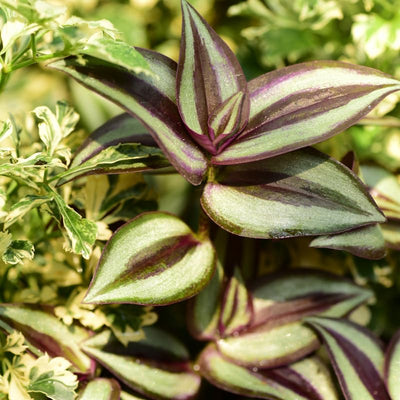 Purple Silver Wandering Jew Live Plant, Wandering Jew Tradescantia Zebrina Plant in 2.5 Inch Pot, Wandering Jew Vining Plant