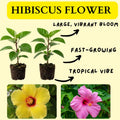 2 Mix Hibiscus Plants, 3-5 Inch Tall Starter Plants - Live Hibiscus Flower Plants for Outdoor Garden, Patio, and Container Growing