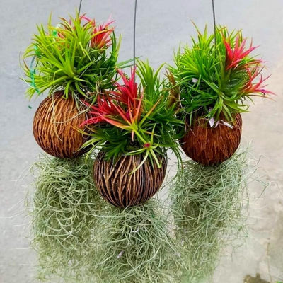 9 Red Tillandsia Air Plants Live House Plant, 9 Plants, Air Plants for Garden, Tillandsia Plants Live, Sucullent Plants Live