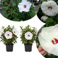 White Hibiscus Plant Live 5-9" in Tall, Hardy Hibiscus Tree Live Plant Year-Round Blooming, No Pot, Outdoor Perennial Planting