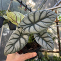 2 Silver Dragon Alocasia Plants Live Houseplant for Indoor Outdoor Growing, 4 to 8 Inches Tall, Rare and Hardy
