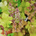 Heuchera Plant Live, Orange Green Heuchera Coral Bells Live Plant for Gardening Indoor, 3 Inc Pot