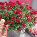 Pack 3 Red Verbena Plants Live Perennial Ground Cover, No Pot, 1-3" in Tall, Can Grow As Trailing Bushes, Spring Flowers