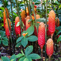 Pack of 4 Shampoo Ginger Rhizomes, Hardy Zingiber Zerumbet Pinecone Ginger Roots for Planting, Tropical Landscaping Perennial