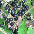 Black Currant Live Fruit Plant, 6-12" Tall Starter Shrub for Garden, Patio, and Outdoor Spring Growing