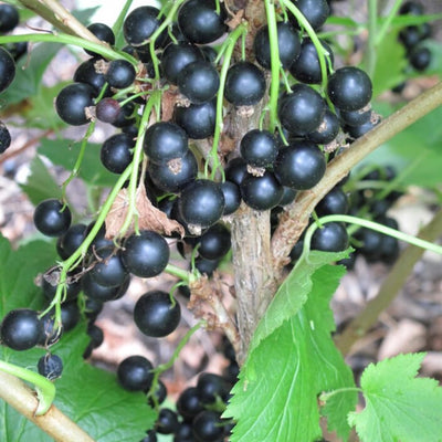 Black Currant Live Fruit Plant, 6-12" Tall Starter Shrub for Garden, Patio, and Outdoor Spring Growing