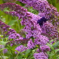 Potted Butterfly Bush Live Plant, 5-9" in Tall, Cold Hardy, Spring Outdoor PlantingBlooms Summer to Fall, Dormant in Winter (Cool Purple Buddleia Plant)