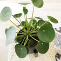 2 Pilea Peperomioides Plants Indoor Live, Pilea Peperomioides Plants No Pot Live Indoor Houseplants