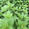 Mojito Mint Live Plant in 3.5 Inc Pot, Fresh Mint Herb Live for Outdoor Indoor Container