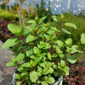 Set 4 Chocolate Mint Plants, 4 to 7 Inch Tall Starter Plant, Without Pot, Chocolate Mint Fresh Herb Plant for Patio and Garden, Culinary Herbs Fragrant Leaves