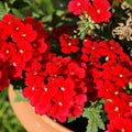 Pack 3 Red Verbena Plants Live Perennial Ground Cover, No Pot, 1-3" in Tall, Can Grow As Trailing Bushes, Spring Flowers
