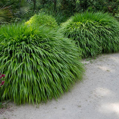 Ornamental Golden Grasses Live Plants Perennial, Yellow Japanese Grass, Cold Hardy Grass Live Plant in Fully Rooted in 2 1/4" Clumps
