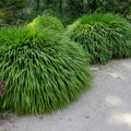 Yellow Japanese Grass Ornamental Grasses, Cold Hardy Grass Live Plant Clump Well-Rooted