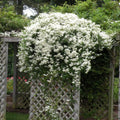 Clematis Vine Plants Live in Pot, 8 Months Old Seedlings Climbing Flowering, Outdoor Trellis Fences, Cold Hardy (Sweet Autumn Clematis)