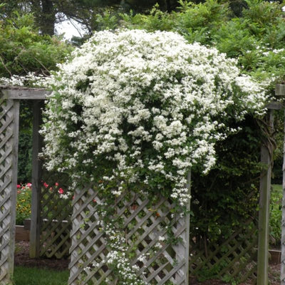 Clematis Vine Plants Live in Pot, 8 Months Old Seedlings Climbing Flowering, Outdoor Trellis Fences, Cold Hardy (Sweet Autumn Clematis)