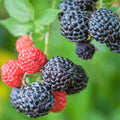 Raspberry Plant Live for Planting 6 to 12 Inch Height, Raspberry Bush Live Plant to Grow, Sweet Raspberries Seedling Outdoor (Black Raspberry)