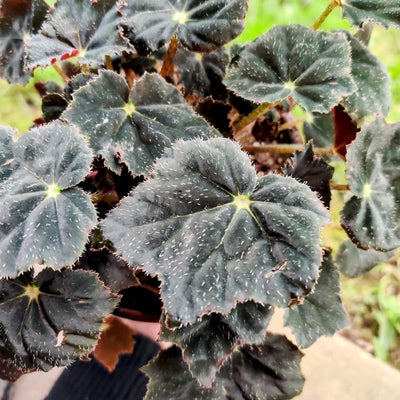 Begonia Live Plant, Black Begonias Live Plant Outdoor 3.5 Inches Pot, Rare Begonias Live Plant House Plant, Indoor House Live Plant, Ornamental Plant Live Indoor