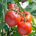 Big Tomato Cherry Live Plant in 4 Inch Pot, Red Tomato Plants Live 8-10 Inch Tall, Vegetable Plant for Planting Outdoor Indoor