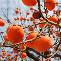 Set of 2 Persimmon Trees Bare Root, 1-2 Feet Tall Hardy Fruit Tree Seedlings for Outdoor Planting, Dormant Live Persimmon Bareroots