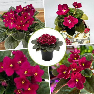 Red African Violets Live Plants in Pots, Live African Violet Plants House Plant for Indoor Outdoor Décor, 4" Pot, Well-Rooted and Year-Round Blooming