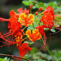 Red Pride of Barbados Tree Live Plant, 1 Year Old Mexican Bird of Paradise Plant Live 6-10" in Tall in Pot, Dwarf Poinciana Tree, Dormant in Winter