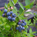 Random Blueberry Plant Live for Planting, Blueberry Bushes for Planting, 4"-7" Cold Hardy Blueberries Southern Highbush