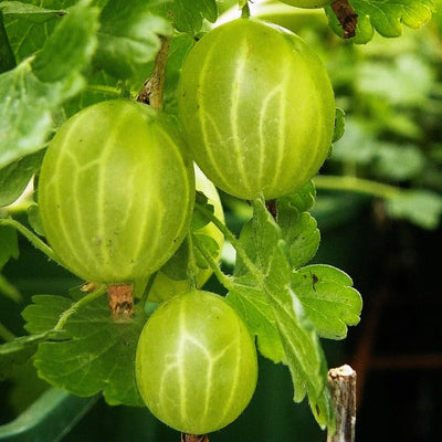 Sweet Gooseberry Plant Live, Gooseberry Bush Live Plant 5 to 9 Inch Tall, Gooseberry Fruit Tree
