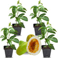 2 High Yield Passion Fruit Plants Live, Giant Climbing Passion Vine Tree Live Plant for Outdoor Growing, 5-9" in Tall, Fast Growing Perennial Sweet and Edible Fruits