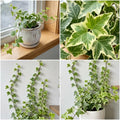 Variegated English Ivy Live Plant, Ivy Plant Live, 4 Inc Pot, 4-7 Inc Tall, Easy Care Trailing Indoor Houseplant for Hanging Baskets, Container Gardens
