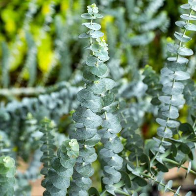 2 Baby Blue Eucalyptus Live Plants, Fragrant Leaf, Stater 5-9 Inches in Tall