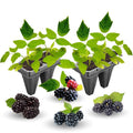 03 BlackBerry Bushes Plants Live, 4-6" in for Spring Planting, Outdoor Growing, High-yielding Blackberries Trees, (Random BlackBerry)