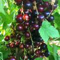 Black Currant Plant Live, Black Curant Bush Live Plant 5-9 Inch Tall, Curant Berry Fruit Tree Well Rooted