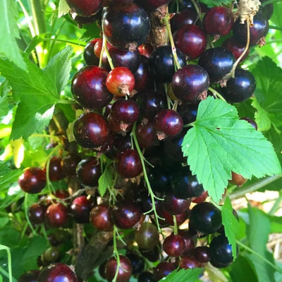 Black Currant Plant Live, Black Curant Bush Live Plant 5-9 Inch Tall, Curant Berry Fruit Tree Well Rooted