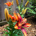 2 Yellow Red Lily Bulbs, Giant Lily Flower Bulbs for Planting, Lily Flowering Bulbs, Lily Spring Bulbs, Outdoor Indoor Flower Bulbs to Plant