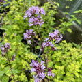 Golden Oregano Live Plant 3" Pot, Golden Oregano Leaf Plant, Fragrant Herb Seedlings Grow Indoor Outdoor