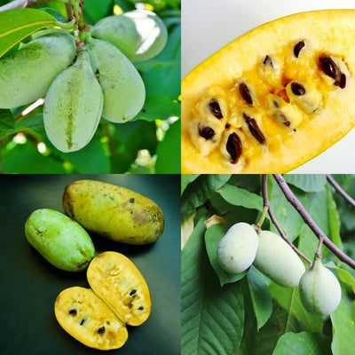 1 Year Old Paw Paw Plant No Pot, Indian Banana Pawpaw Tree Live Plant, Winter Dormant, 6 to 13 Inc Tall