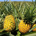02 Pineapple Plants Live for Outdoor Full Sun Spring Planting, Cold Hardy Fruit Tree Starter from 4-6" in Tall, No Pot (Early Growing Pineapple)