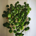 2 Money Plants Live, 5 to 7 Inc in Height, Pilea Peperomioides Plant Live, Money Live Plant