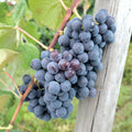 Grape Vine, Grape Plant Live 1-2 Years Old, Sweet Grape Fruit Tree, Very Cold Hardy (Blue Grape)