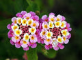 2 Lantana Plants Live, Lantana Live Plants for Planting Outdoors, 4 to 7 Inch Tall, Perennial Plants, Well Rooted, Multicolor Lantana