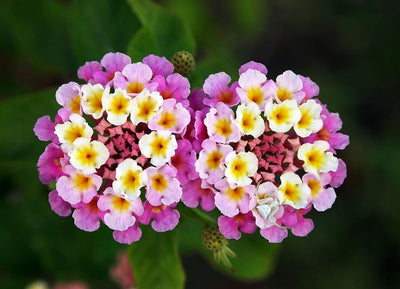 Lantana Live Plant for Planting Outdoors, Set 2 Live Lantana Plants, 4 to 7 Inch Tall, Lantana Perennial Plants, Ready to Plant, Multicolor
