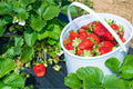 Pack 10 Sweet Juicy Strawberry Plants Live for Planting Outdoors, 3 to 4 Inch Tall, Well Rooted Strawberry Plants