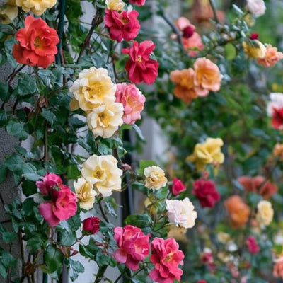 Random Climbing Rose Live Plant, Can Grow As Rose Bushes Shrubs, Fragrant Ready to Plant, Starter Size, 5 to 10 Inc Tall, Dormant in Winter